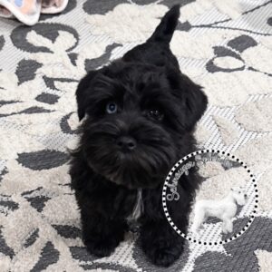 Schnauzer-splendor-f0522-black-miniature-schnauzer-puppy-blue-brown-eyes - schnauzer splendor Black miniature schnauzer puppy with one blue eye and one dark brown eye, standing a patterned rug, and looking up at the camera. This miniature schnauzer puppy is located at schnauzer splendor, a miniature schnauzer breeder locally serving dallas, fort worth, north texas and families nationwide.