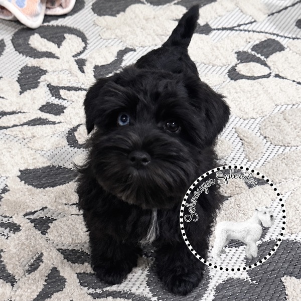 Black miniature schnauzer puppy with one blue eye and one dark brown eye, standing a patterned rug, and looking up at the camera. This miniature schnauzer puppy is located at schnauzer splendor, a miniature schnauzer breeder locally serving dallas, fort worth, north texas and families nationwide.
