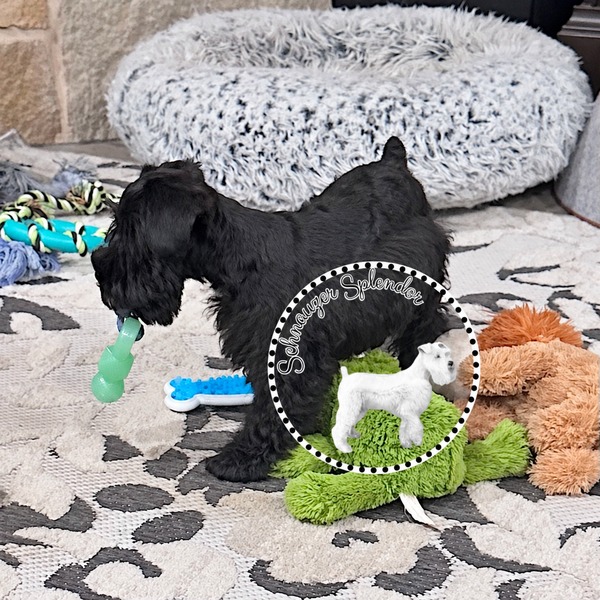 Schnauzer-splendor-f0522-black-miniature-schnauzer-puppy-green-chew-toy - schnauzer splendor Black miniature schnauzer puppy in profile, facing the left and stepping over a green frog stuffie toy