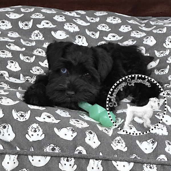 Schnauzer-splendor-f0522-black-miniature-schnauzer-puppy-resting-dog-bed - schnauzer splendor Black miniature schnauzer puppy with one blue eye, lying on a big, patterned dog bed, and looking up at the camera overhead. Puppy has a lime green chew toy, in her mouth. This miniature schnauzer puppy is located at schnauzer splendor, a miniature schnauzer breeder locally serving dallas, fort worth, north texas and families nationwide.