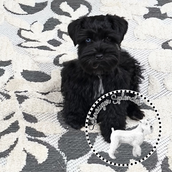 Schnauzer-splendor-f0522-black-miniature-schnauzer-puppy-seated-portrait - schnauzer splendor Black miniature schnauzer puppy with one blue eye and a small white chest marking, sitting on a patterned rug and looking up at the camera. This miniature schnauzer puppy is located at schnauzer splendor, a miniature schnauzer breeder locally serving dallas, fort worth, north texas and families nationwide.