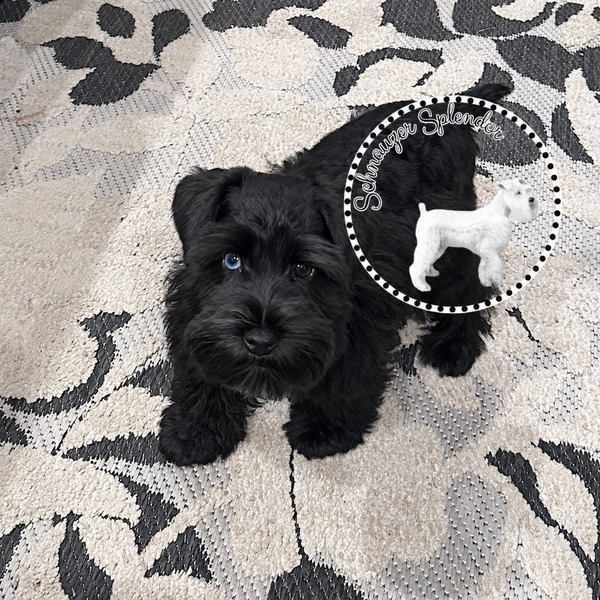 Schnauzer-splendor-f0522-black-miniature-schnauzer-puppy-standing-looking-up - schnauzer splendor Black miniature schnauzer puppy with one blue eye standing on a patterned rug and looking up at the camera overhead. This miniature schnauzer puppy is located at schnauzer splendor, a miniature schnauzer breeder locally serving dallas, fort worth, north texas and families nationwide.