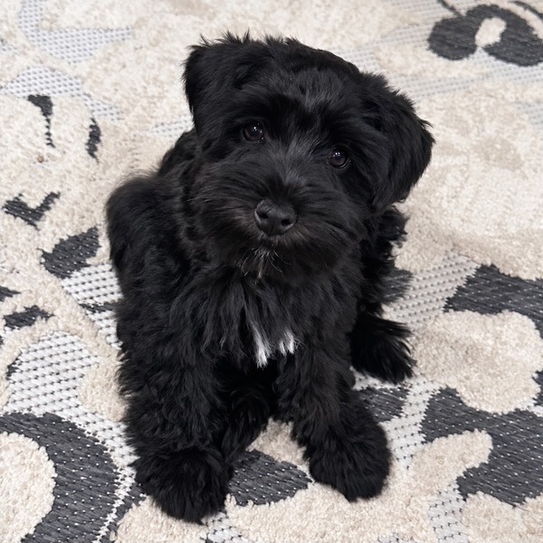 Schnauzer-splendor-m0522-black-miniature-schnauzer-puppy-head-tilt-portrait - schnauzer splendor Black miniature schnauzer puppy sitting with his head tilted and a small white chest marking visible. This miniature schnauzer puppy is located at schnauzer splendor, a miniature schnauzer breeder locally serving dallas, fort worth, north texas and families nationwide.