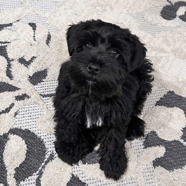 Schnauzer-splendor-m0522-black-miniature-schnauzer-puppy-looking-up-closeup - schnauzer splendor Black miniature schnauzer puppy looking up at the camera, showing dark eyes and a small white chest marking. This miniature schnauzer puppy is located at schnauzer splendor, a miniature schnauzer breeder locally serving dallas, fort worth, north texas and families nationwide.