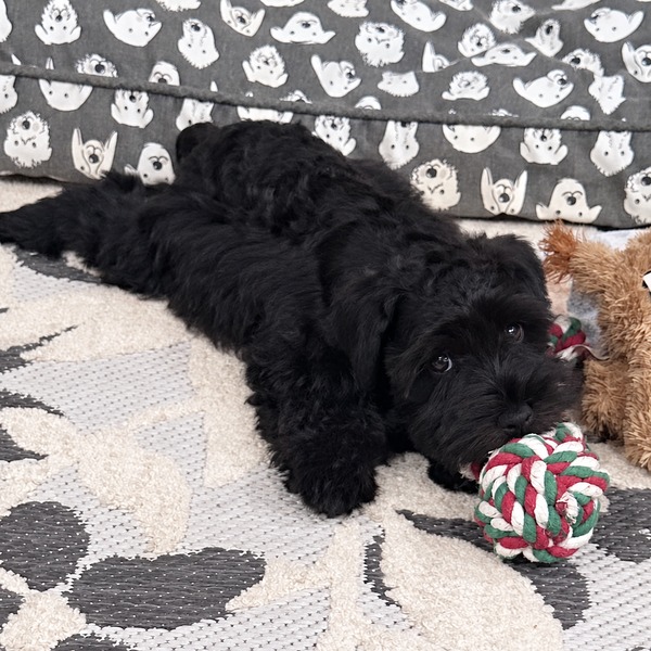 Schnauzer-splendor-m0522-black-miniature-schnauzer-puppy-resting-rope-ball - schnauzer splendor Black miniature schnauzer puppy standing in side profile and looking upward on a patterned rug. This miniature schnauzer puppy is located at schnauzer splendor, a miniature schnauzer breeder locally serving dallas, fort worth, north texas and families nationwide.