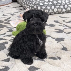 Black Miniature Schnauzer puppy sitting on a patterned rug with a green plush toy behind him. This Miniature Schnauzer puppy is located at Schnauzer Splendor, a Miniature Schnauzer breeder locally serving Dallas, Fort Worth, North Texas and families nationwide.