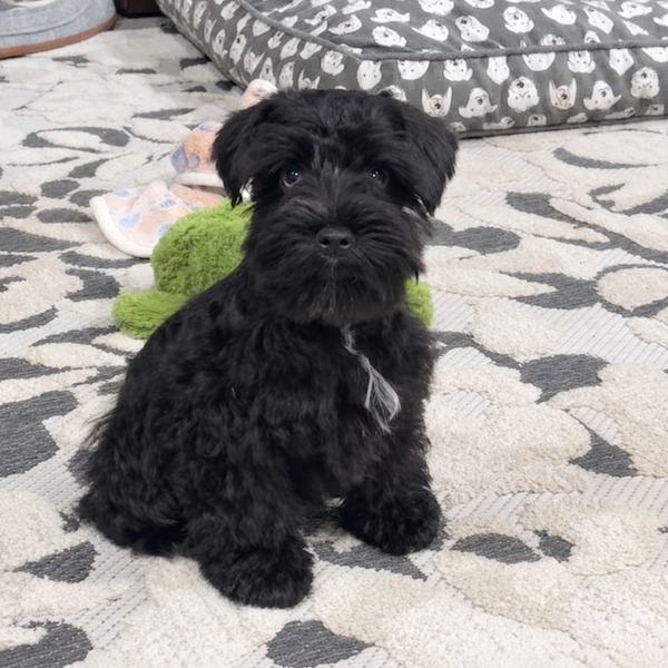 Black miniature schnauzer puppy sitting on a patterned rug with a green plush toy behind him. This miniature schnauzer puppy is located at schnauzer splendor, a miniature schnauzer breeder locally serving dallas, fort worth, north texas and families nationwide.