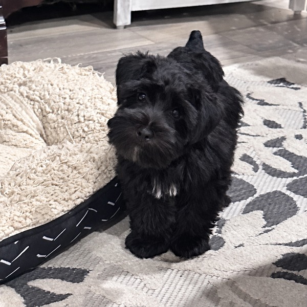 Schnauzer-splendor-m0522-black-miniature-schnauzer-puppy-standing-beside-bed - schnauzer splendor Black miniature schnauzer puppy standing beside a cream dog bed and looking toward the camera. This miniature schnauzer puppy is located at schnauzer splendor, a miniature schnauzer breeder locally serving dallas, fort worth, north texas and families nationwide.