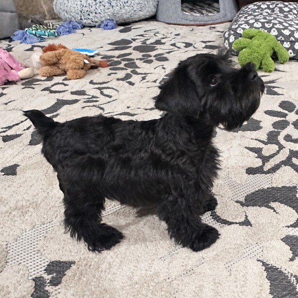 Schnauzer-splendor-m0522-black-miniature-schnauzer-puppy-standing-side-profile - schnauzer splendor Black miniature schnauzer puppy standing in side profile and looking upward on a patterned rug. This miniature schnauzer puppy is located at schnauzer splendor, a miniature schnauzer breeder locally serving dallas, fort worth, north texas and families nationwide.