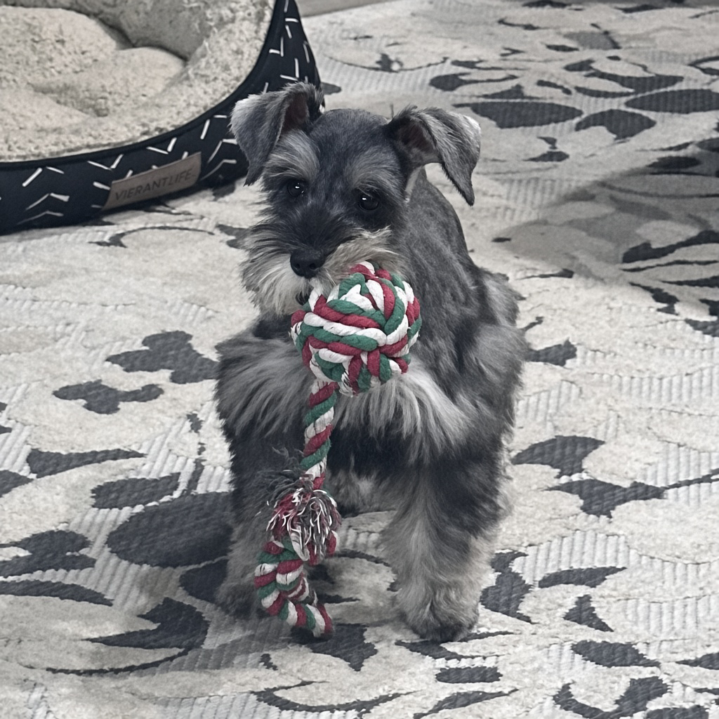 Salt-and-pepper-mini-schnauzer-female-with-rope-toy-0797e - schnauzer splendor Salt pepper mini schnauzer female standing on a patterned rug holding a colorful rope toy