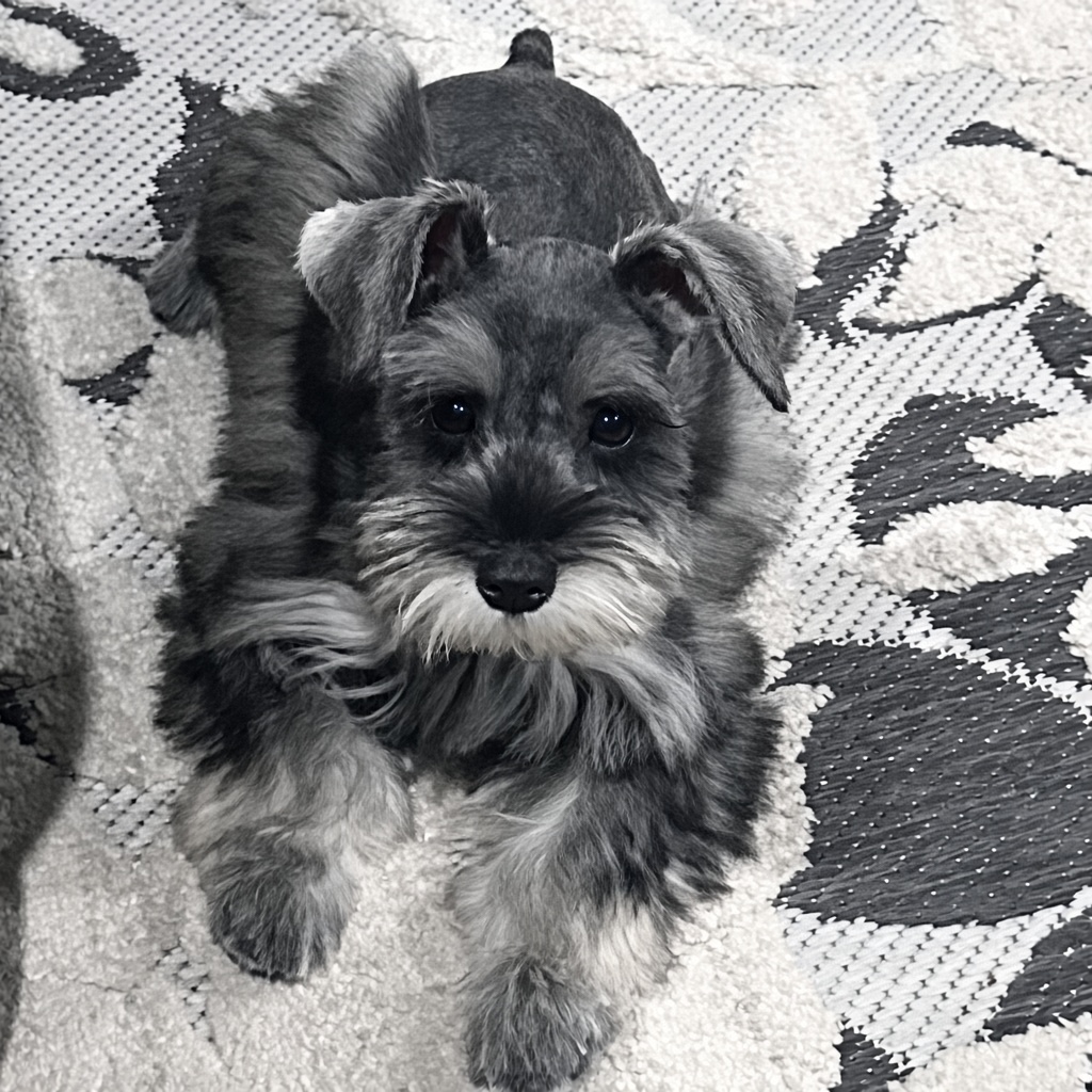 Salt-and-pepper-miniature-schnauzer-female-lying-down-front-view-0707f - schnauzer splendor Salt pepper mini schnauzer female lying on a patterned rug looking at the camera