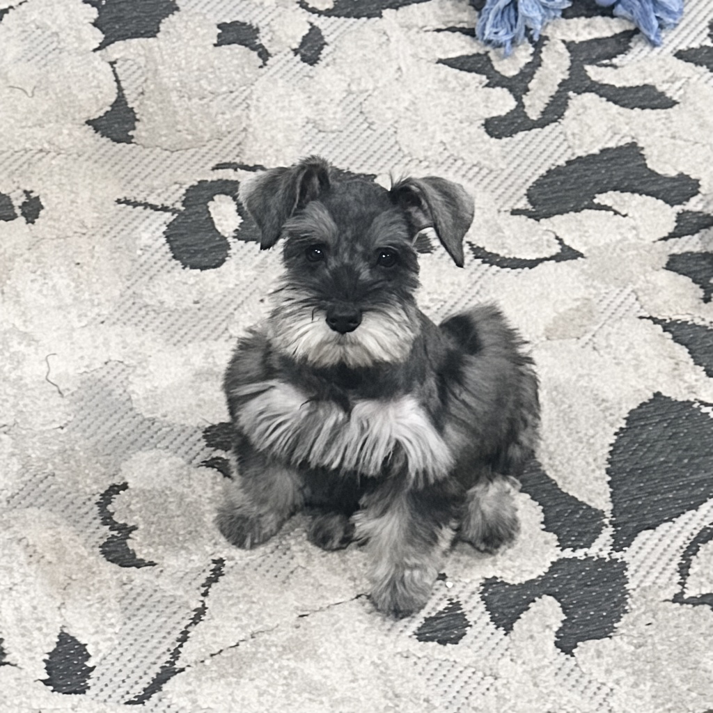 Salt-and-pepper-miniature-schnauzer-female-sitting-front-view-0707d - schnauzer splendor Salt pepper mini schnauzer female sitting on a patterned rug looking at the camera