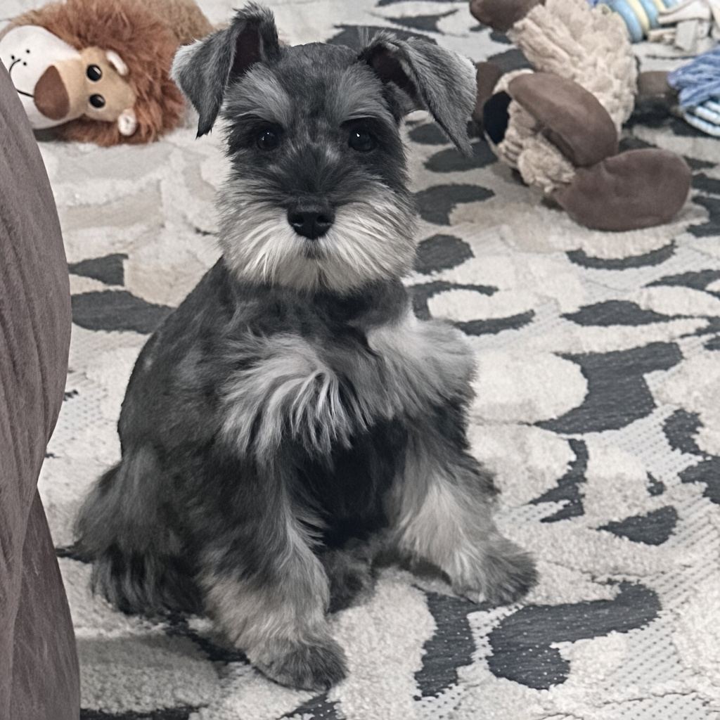 Salt pepper mini schnauzer female sitting on a patterned rug with stuffed toys in the background