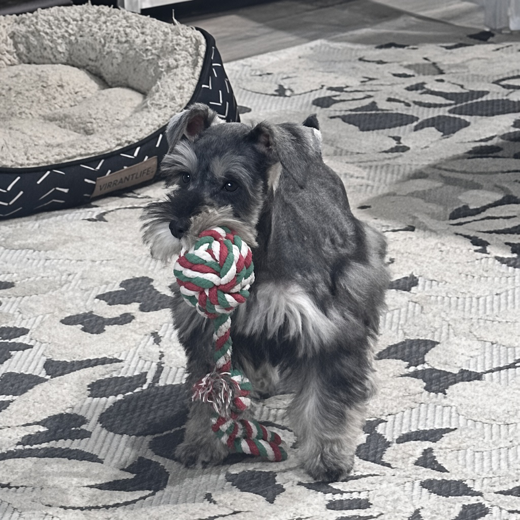 Salt-pepper-mini-schnauzer-female-standing-rope-toy-0707a - schnauzer splendor Salt pepper mini schnauzer female standing on a patterned rug holding a colorful rope toy