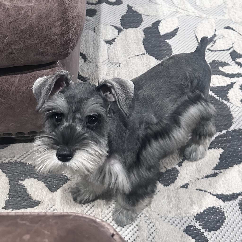 Salt-pepper-mini-schnauzer-female-standing-side-0707b - schnauzer splendor Salt pepper mini schnauzer female standing on a patterned rug looking slightly to the side